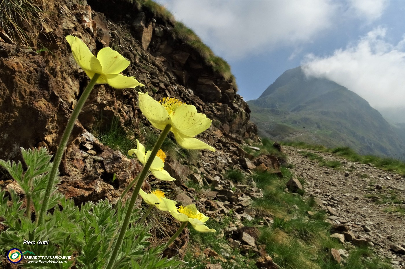 19 La sterrata-gippabile abbellita da fiori di pulsatilla alpina sulfurea.JPG